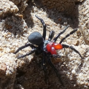 Missulena sp. (genus) at QPRC LGA - suppressed