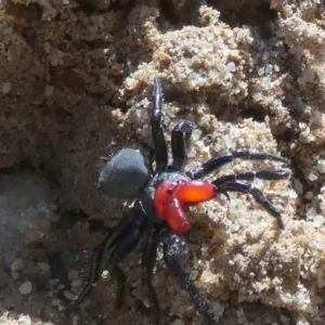 Missulena sp. (genus) at QPRC LGA - suppressed