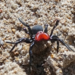 Missulena sp. (genus) at QPRC LGA - suppressed