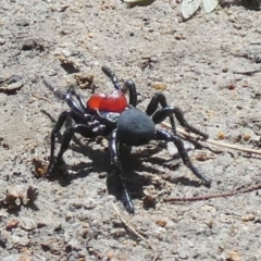 Missulena occatoria at QPRC LGA - suppressed