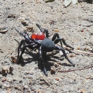 Missulena sp. (genus) at QPRC LGA - suppressed