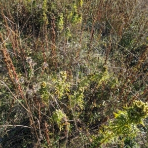 Tagetes minuta at Mount Painter - 21 May 2024