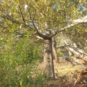 Brachychiton populneus at Mount Majura - 16 May 2024 03:58 PM