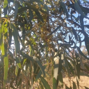 Eucalyptus mannifera at Mount Majura - 16 May 2024 03:50 PM