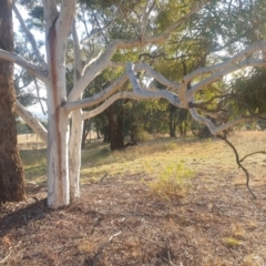 Eucalyptus mannifera at Mount Majura - 16 May 2024 03:50 PM