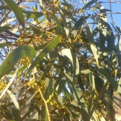 Eucalyptus mannifera at Mount Majura - 16 May 2024 03:50 PM