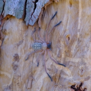 Delena cancerides at Ginninderry Conservation Corridor - 22 May 2024