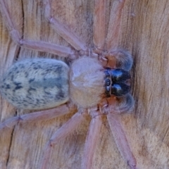 Delena cancerides at Ginninderry Conservation Corridor - 22 May 2024 11:07 AM