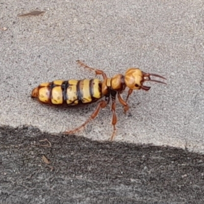 Thynninae (subfamily) (Smooth flower wasp) at Tidbinbilla Nature Reserve - 2 Apr 2023 by Tfrog