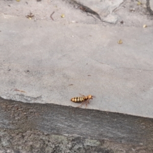 Thynninae (subfamily) at Tidbinbilla Nature Reserve - 2 Apr 2023 11:17 AM