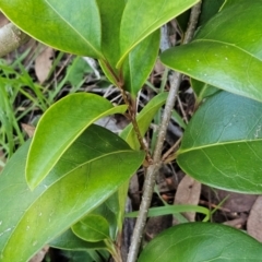 Ligustrum lucidum at The Pinnacle - 15 May 2024 03:24 PM