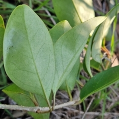 Ligustrum lucidum at The Pinnacle - 15 May 2024