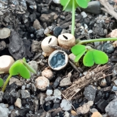 Cyathus sp. (A Bird's Nest Fungus) at Maiden Gully, VIC - 22 May 2024 by Pr