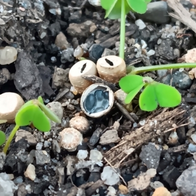 Cyathus sp. (A Bird's Nest Fungus) at Maiden Gully, VIC - 22 May 2024 by Pr