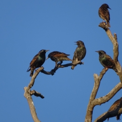 Sturnus vulgaris (Common Starling) at Symonston, ACT - 22 May 2024 by Mike