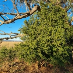 Lycium ferocissimum at Jerrabomberra Grassland - 22 May 2024