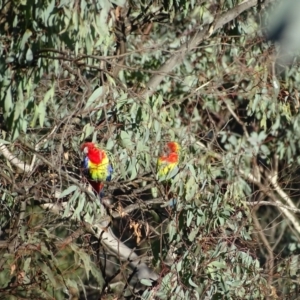 Platycercus eximius at Callum Brae - 22 May 2024