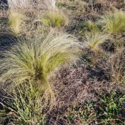 Nassella trichotoma (Serrated Tussock) at Callum Brae - 22 May 2024 by Mike