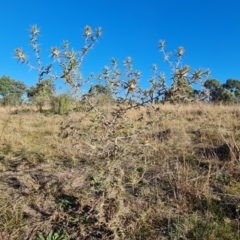 Carthamus lanatus (Saffron Thistle) at Callum Brae - 22 May 2024 by Mike