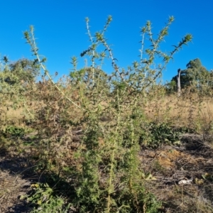 Carthamus lanatus at Callum Brae - 22 May 2024 02:53 PM