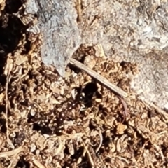 Papyrius sp. (genus) at Callum Brae - suppressed