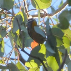 Pardalotus punctatus (Spotted Pardalote) at QPRC LGA - 22 May 2024 by Paul4K