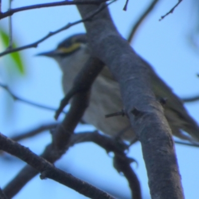 Caligavis chrysops (Yellow-faced Honeyeater) at Bicentennial Park - 22 May 2024 by Paul4K