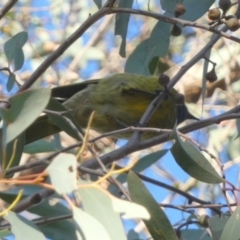 Nesoptilotis leucotis (White-eared Honeyeater) at QPRC LGA - 22 May 2024 by Paul4K