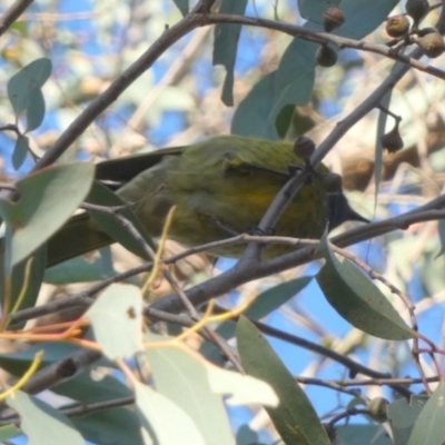 Nesoptilotis leucotis (White-eared Honeyeater) at QPRC LGA - 22 May 2024 by Paul4K