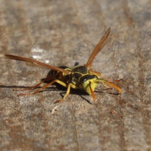 Polistes (Polistes) chinensis at Jerrabomberra Wetlands - 22 May 2024