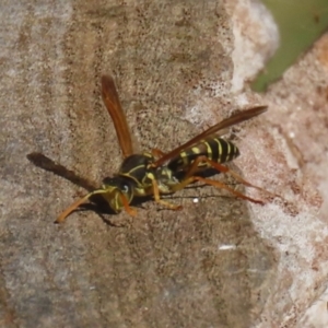 Polistes (Polistes) chinensis at Jerrabomberra Wetlands - 22 May 2024