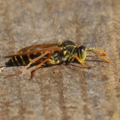 Polistes (Polistes) chinensis at Jerrabomberra Wetlands - 22 May 2024