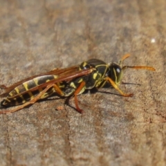 Polistes (Polistes) chinensis at Jerrabomberra Wetlands - 22 May 2024