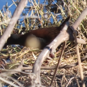 Zapornia tabuensis at Jerrabomberra Wetlands - 22 May 2024