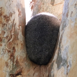 Trichosurus vulpecula at Jerrabomberra Wetlands - 22 May 2024