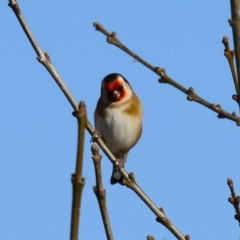 Carduelis carduelis (European Goldfinch) at JER550: JWs - Jerra Ck @ Board Walk - 22 May 2024 by RodDeb