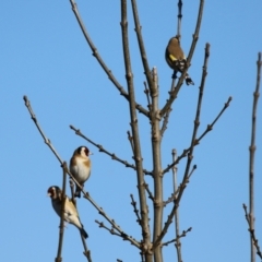 Carduelis carduelis at JER550: JWs - Jerra Ck @ Board Walk - 22 May 2024 02:13 PM