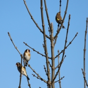 Carduelis carduelis at JER550: JWs - Jerra Ck @ Board Walk - 22 May 2024