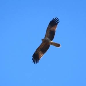 Haliastur sphenurus at Jerrabomberra Wetlands - 22 May 2024