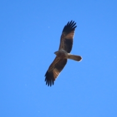 Haliastur sphenurus at Jerrabomberra Wetlands - 22 May 2024