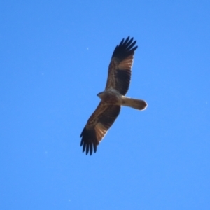 Haliastur sphenurus at Jerrabomberra Wetlands - 22 May 2024