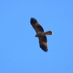 Haliastur sphenurus at Jerrabomberra Wetlands - 22 May 2024