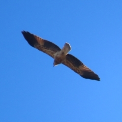 Haliastur sphenurus at Jerrabomberra Wetlands - 22 May 2024