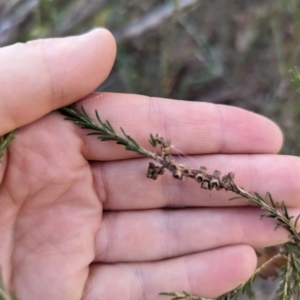 Melaleuca parvistaminea at Melba, ACT - 22 May 2024 11:25 AM