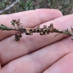 Melaleuca parvistaminea at Melba, ACT - 22 May 2024 11:25 AM