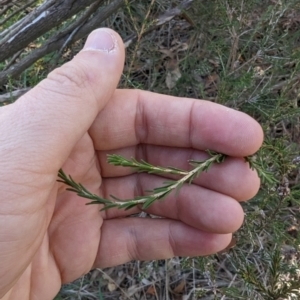 Melaleuca parvistaminea at Melba, ACT - 22 May 2024 11:25 AM