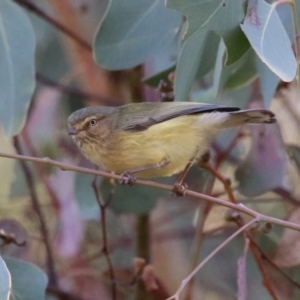 Smicrornis brevirostris at Jerrabomberra Wetlands - 22 May 2024