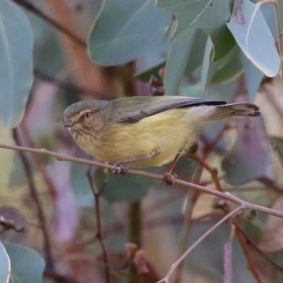 Smicrornis brevirostris (Weebill) at Jerrabomberra Wetlands - 22 May 2024 by RodDeb