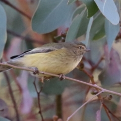 Smicrornis brevirostris at Jerrabomberra Wetlands - 22 May 2024