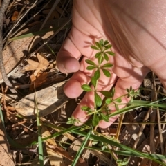 Galium aparine at Melba, ACT - 22 May 2024